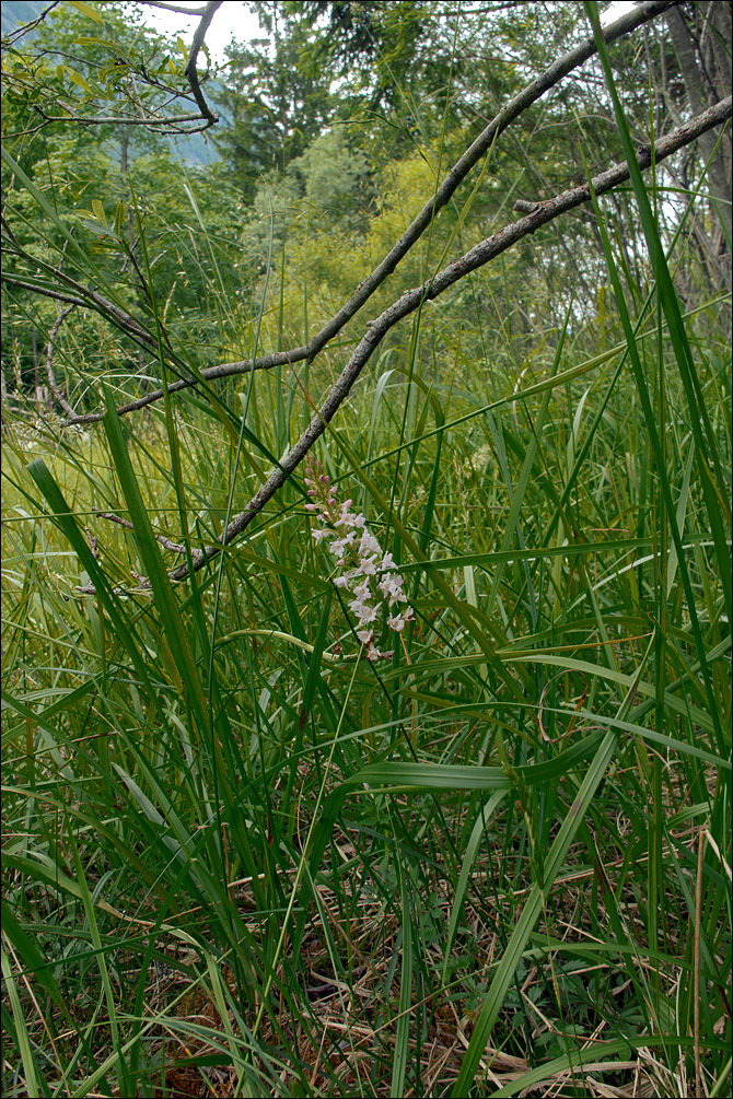Image of Short-spurred Fragrant orchid