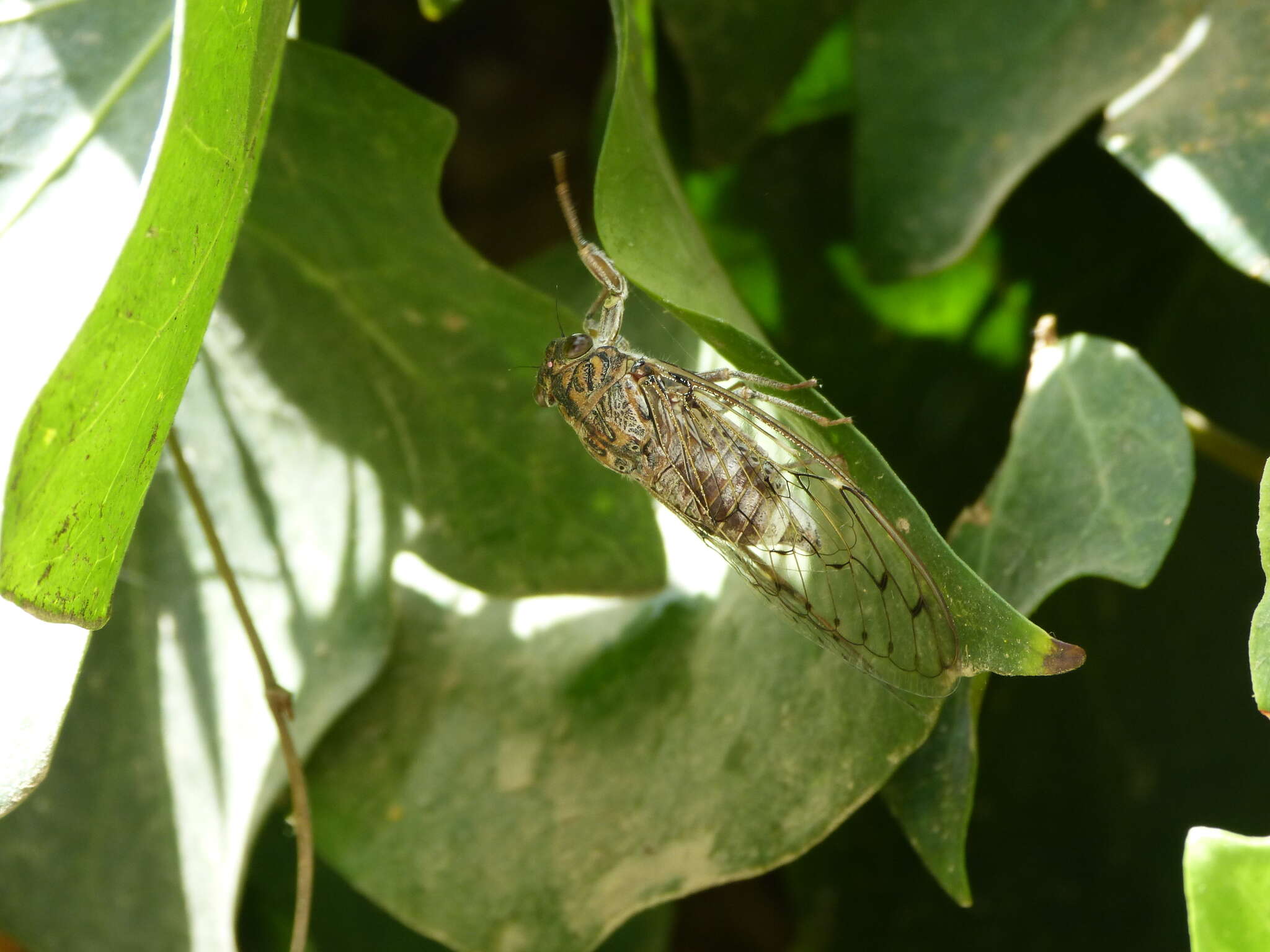 Sivun Cicada barbara (Stal 1866) kuva