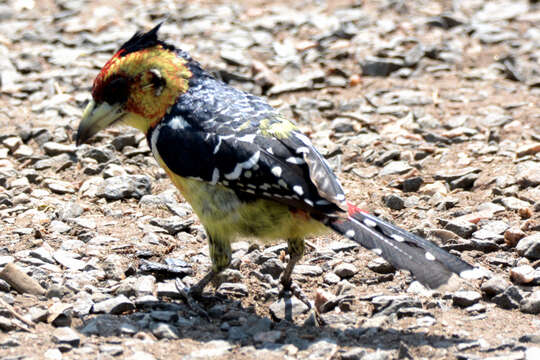 Image of Crested Barbet