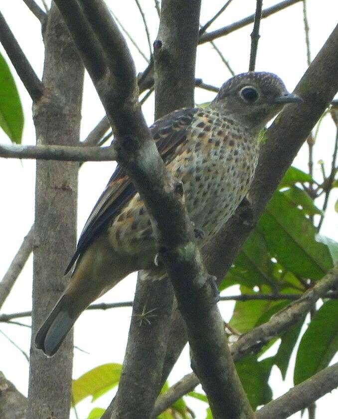 Слика од Cotinga nattererii (Boissonneau 1840)