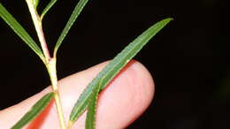 Image of Empleurum unicapsulare (L. fil.) Skeels