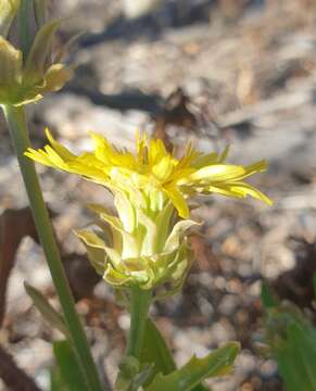 Image of Picris squarrosa Steetz