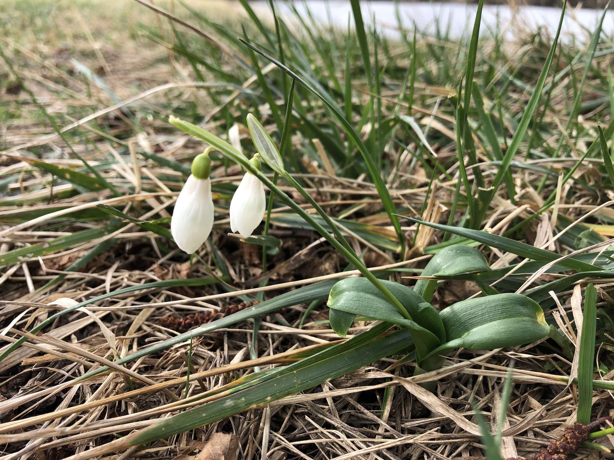 Image de Galanthus woronowii Losinsk.