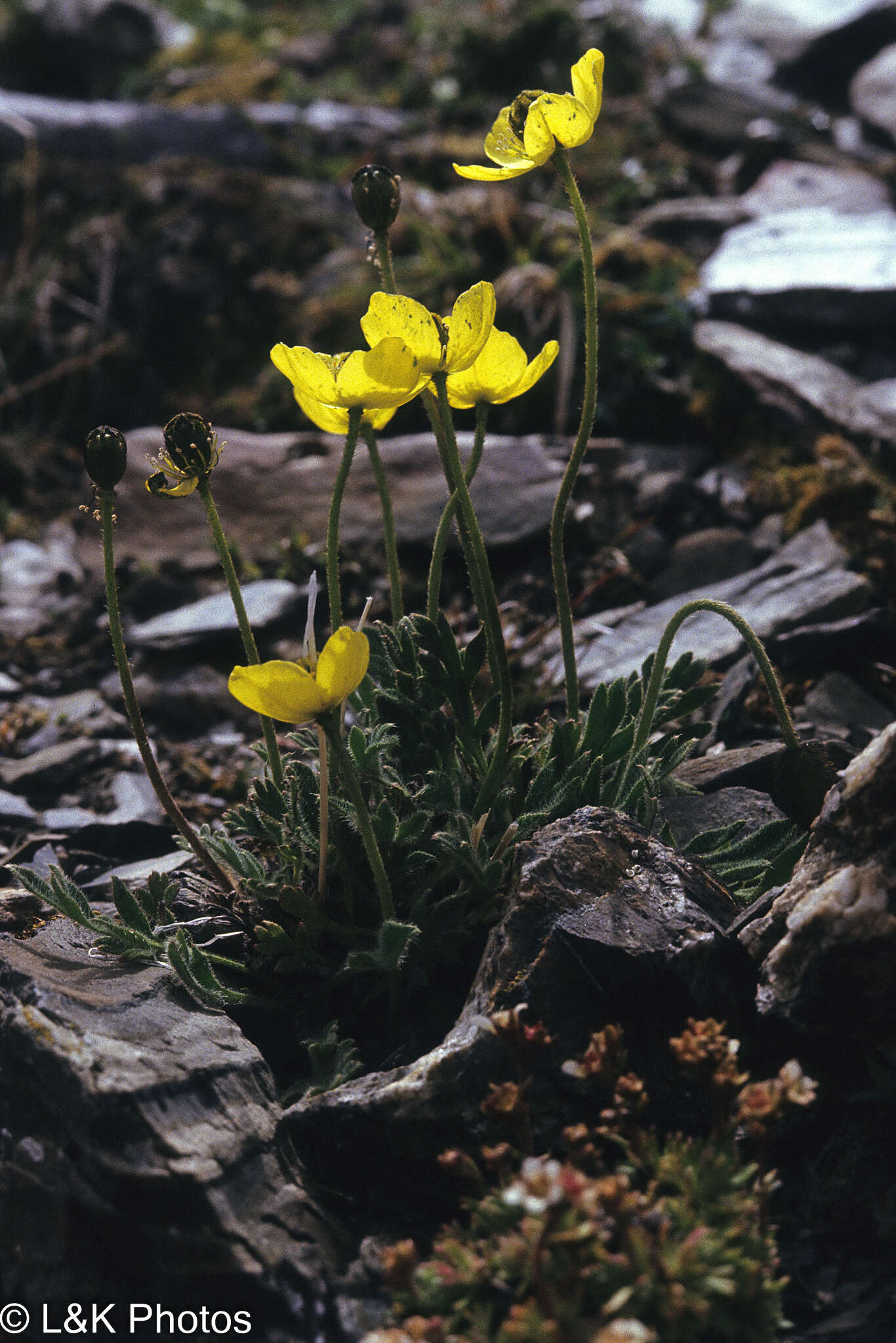 Image of Papaver radicatum subsp. kluanense