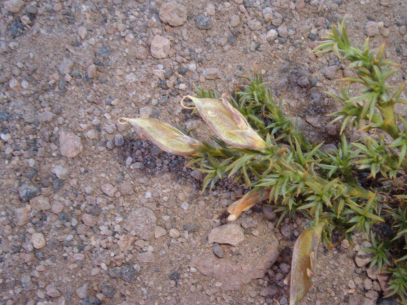 Imagem de Anarthrophyllum burkartii Soraru