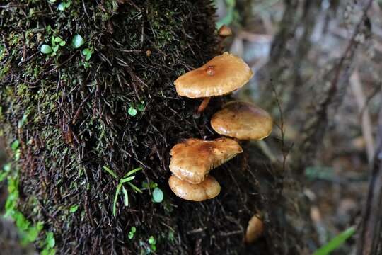 Image de Hypholoma acutum (Sacc.) E. Horak 1971