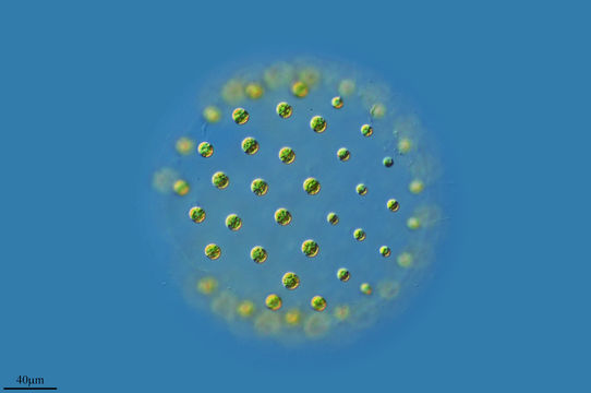 Image of <i>Pleoodorina californica</i>