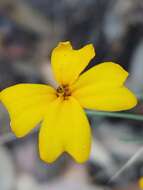 Image of Tagetes stenophylla Robinson