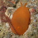 Image of peach seaslug