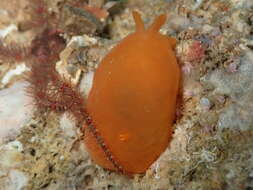 Image of peach seaslug