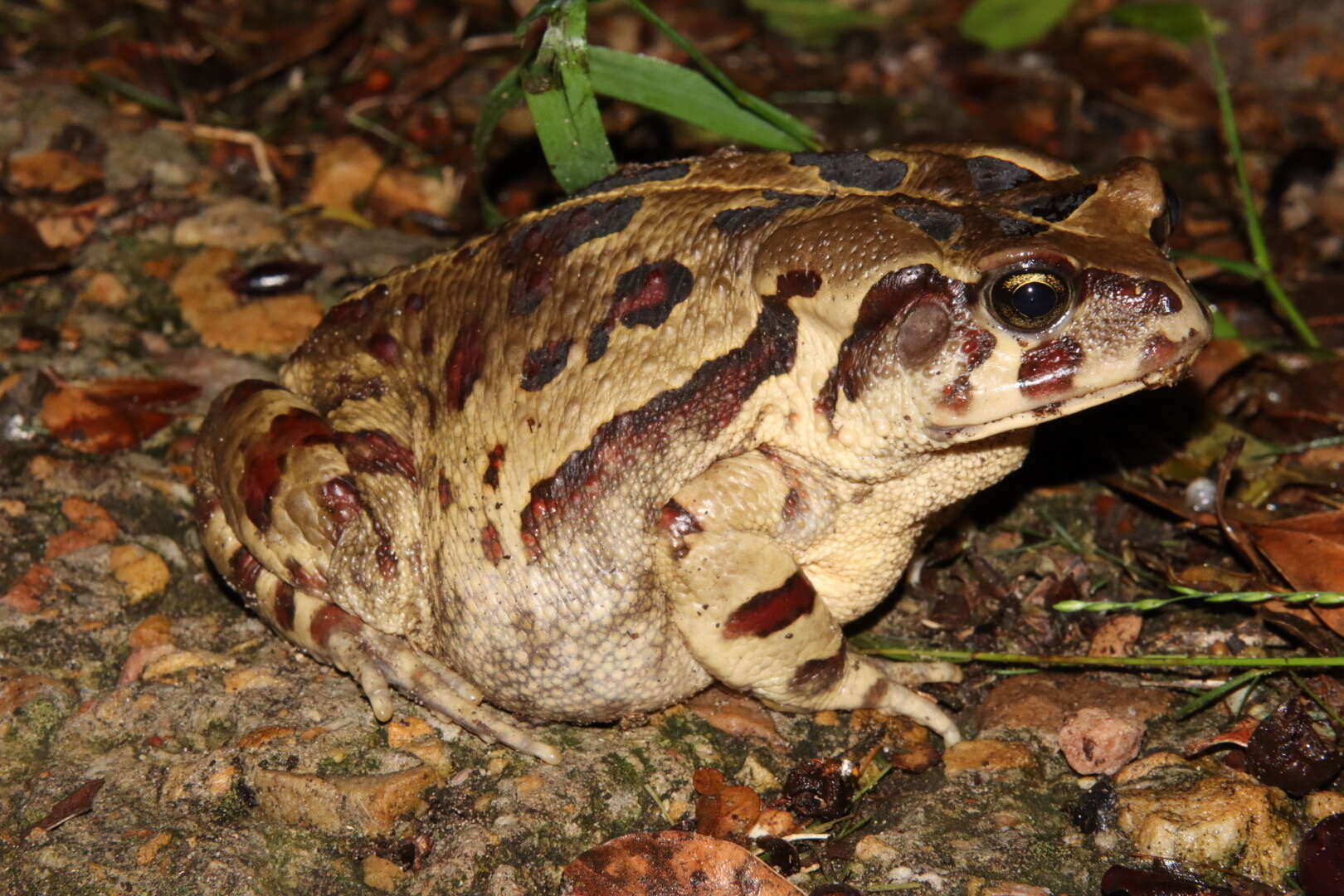 صورة Sclerophrys pardalis (Hewitt 1935)