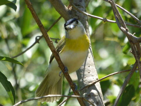 Image of Green-backed Becard