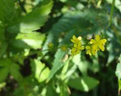 Image of tall hairy agrimony