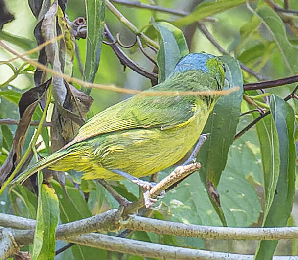 Image of Green Shrike-Vireo