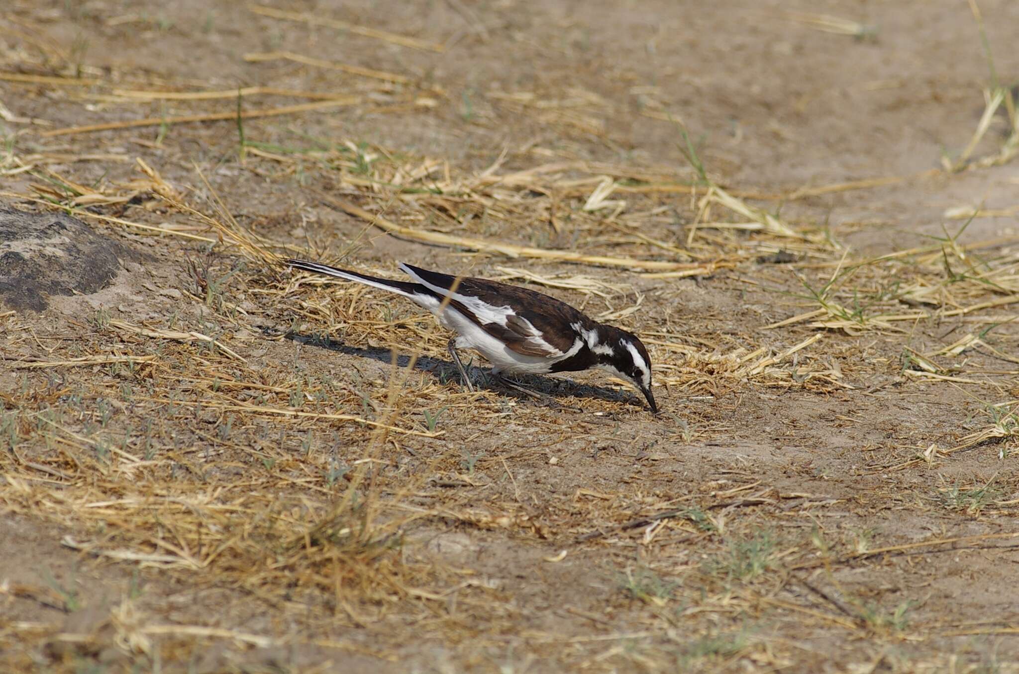 Image of Motacilla aguimp vidua Sundevall 1850