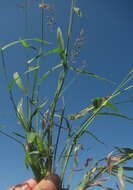 Plancia ëd Setaria sagittifolia (A. Rich.) Walp.