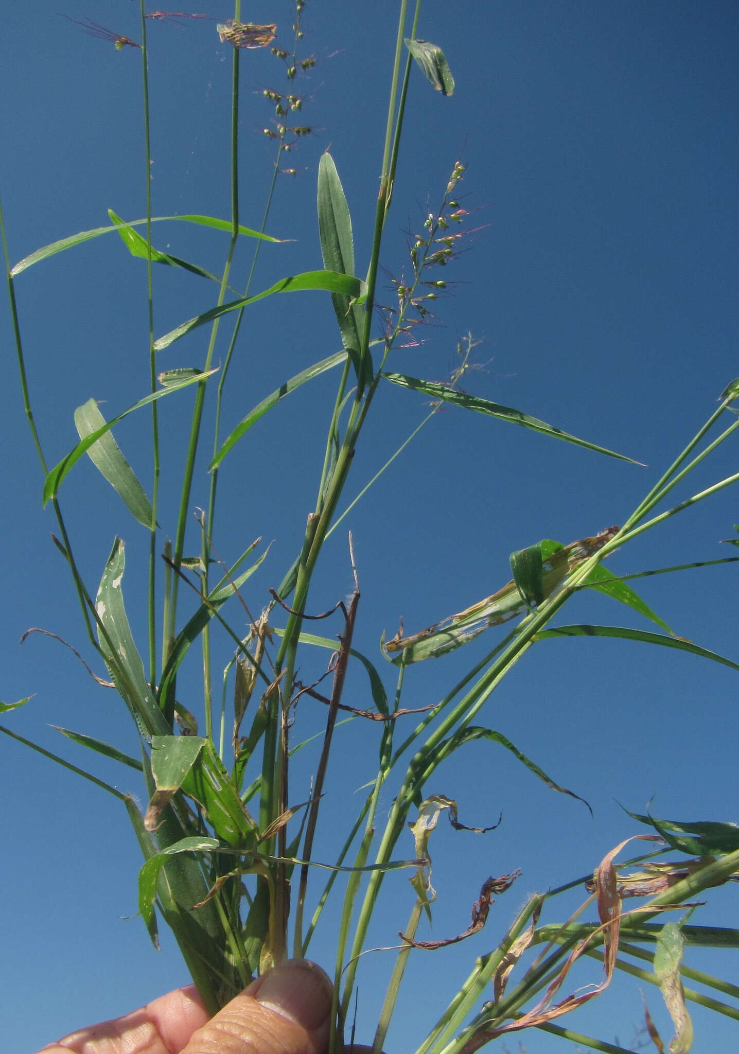 Plancia ëd Setaria sagittifolia (A. Rich.) Walp.