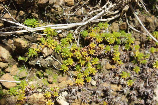 Image of Raoulia glabra Hook. fil.