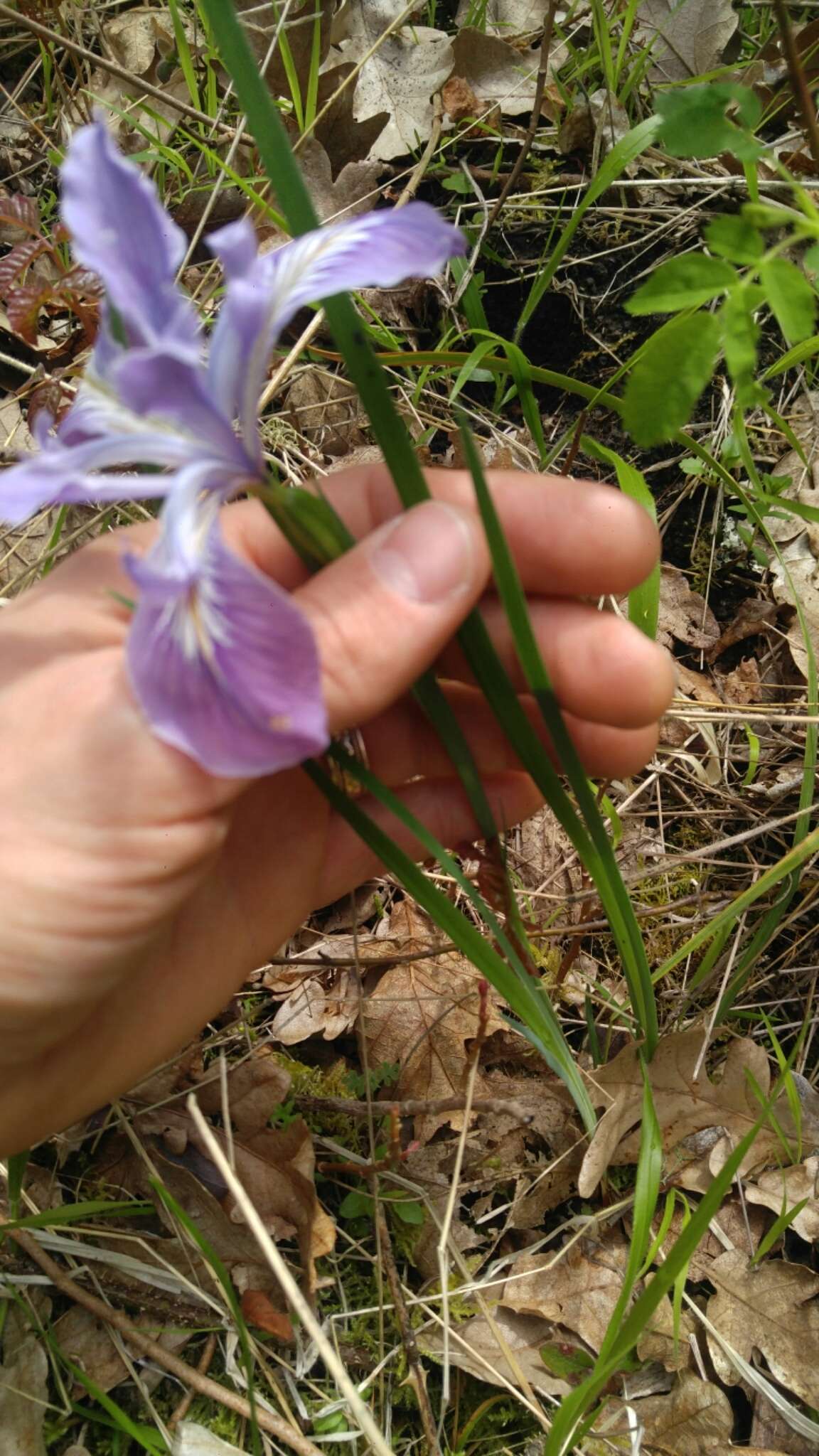 Image of toughleaf iris