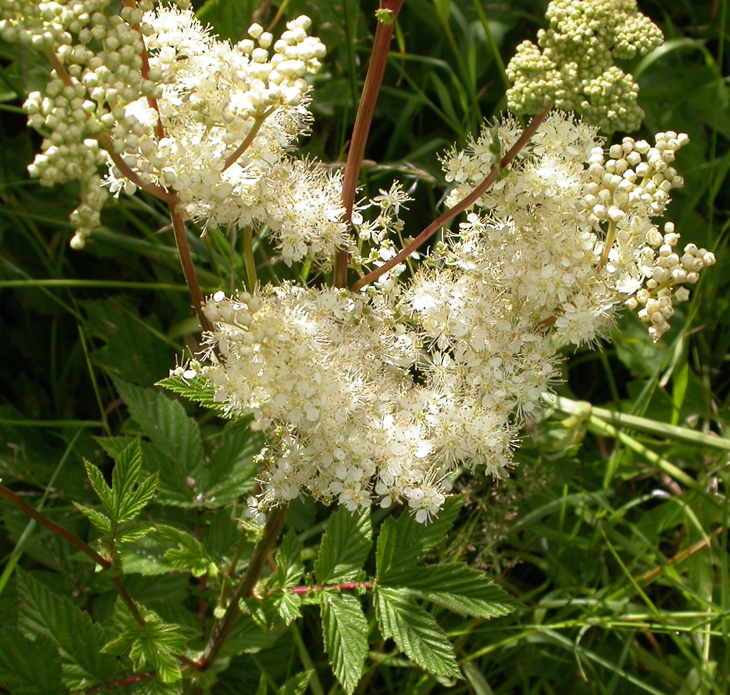 Filipendula ulmaria (rights holder: Wildlife in a Dorset garden.)