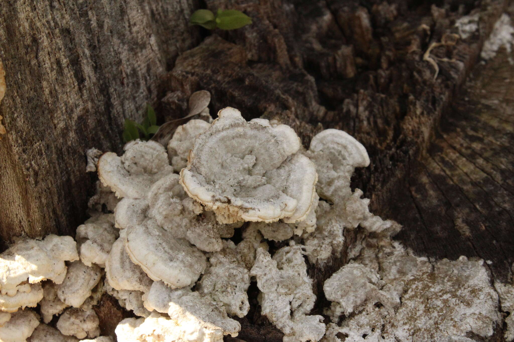 Image of Sarcodontia pachyodon (Pers.) Spirin 2001