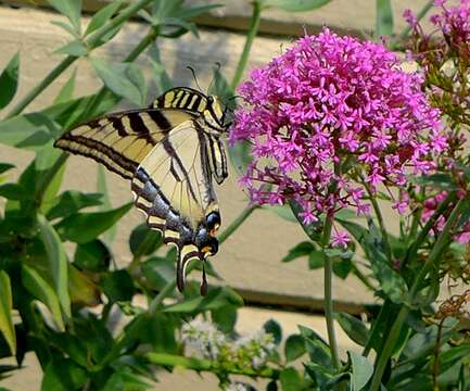 Image of Western Tiger Swallowtail