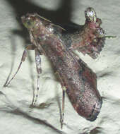 Image of Maradana atrisparsalis