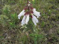 Imagem de Salvia leucodermis Baker