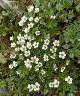 Sivun Saxifraga coarctata W. W. Smith kuva