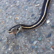 Image of California whipsnake