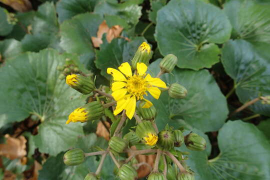 Image of summer ragwort