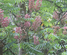 Image of Bretschneidera sinensis Hemsl.