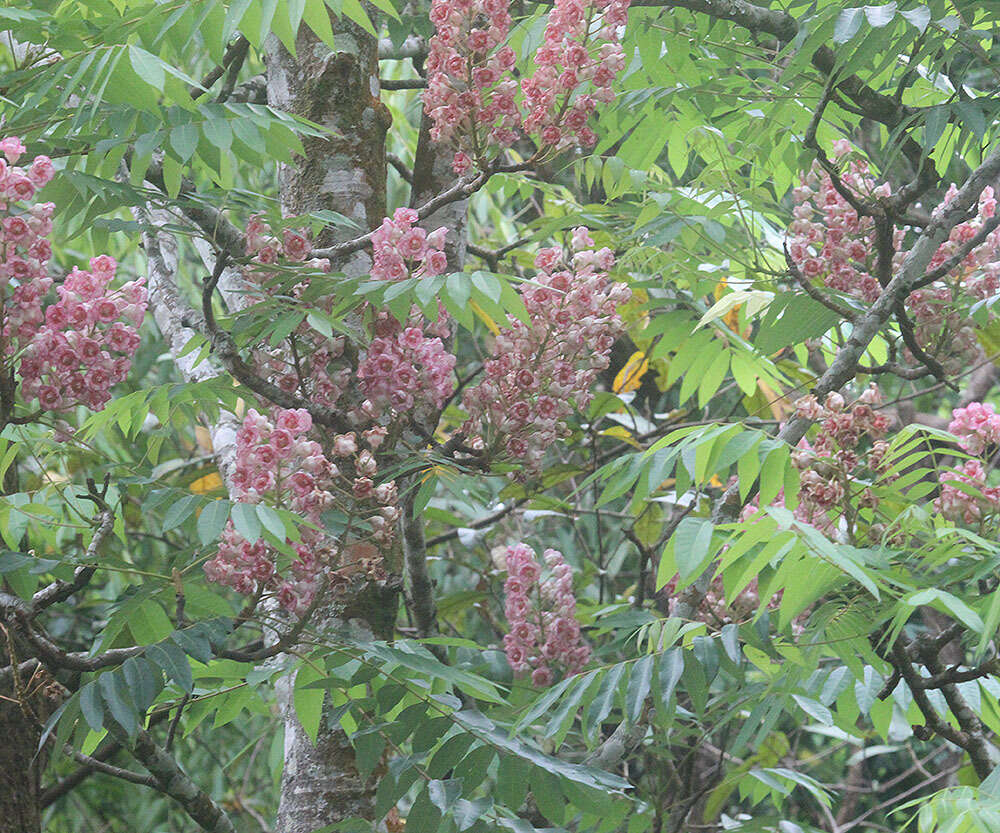 Image of Bretschneidera sinensis Hemsl.