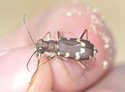 Image of Dune tiger beetle