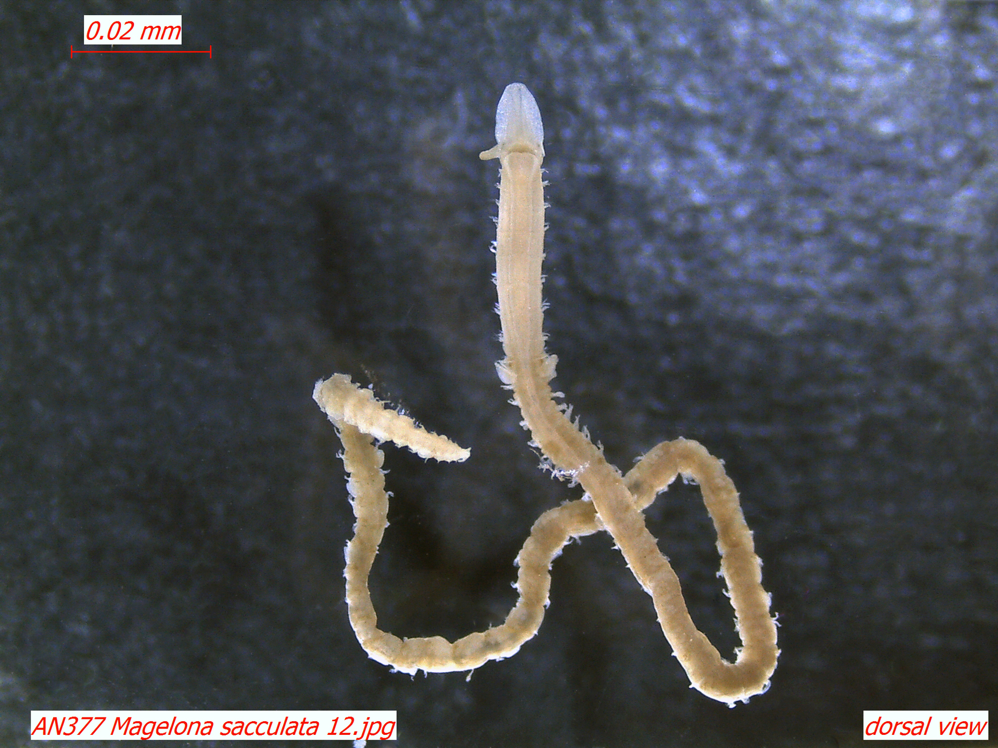Image of <i>Magelona sacculata</i> Hartman 1961
