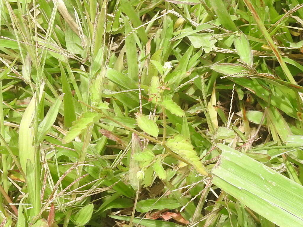 Image of roadside croton