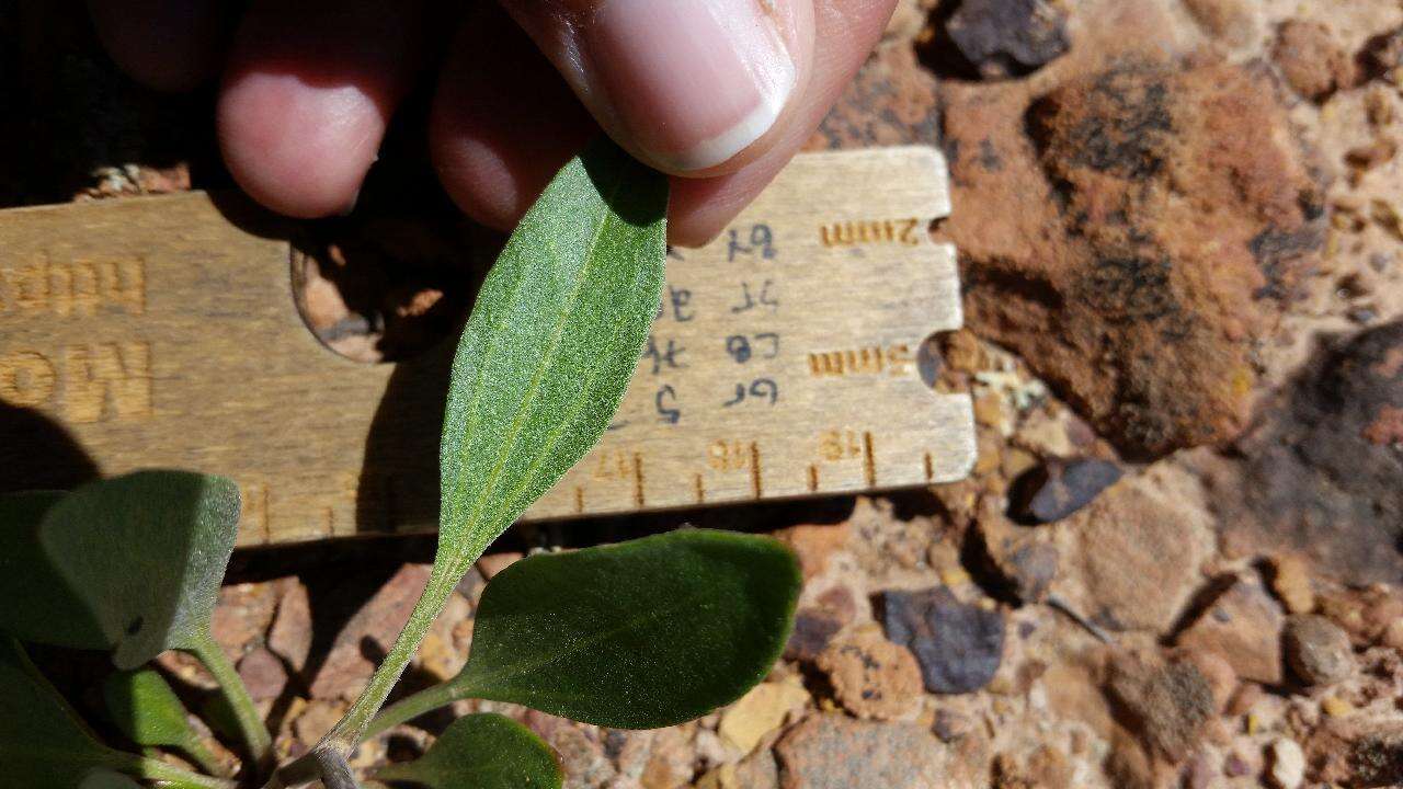 Image of Platyschkuhria integrifolia (A. Gray) Rydb.