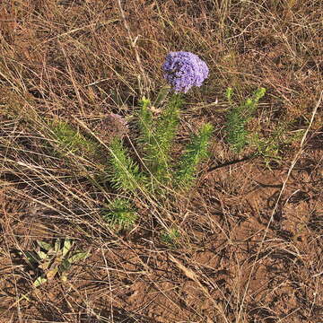 Image of Tetraselago natalensis (Rolfe) Junell