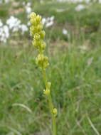 Plancia ëd Tofieldia calyculata (L.) Wahlenb.