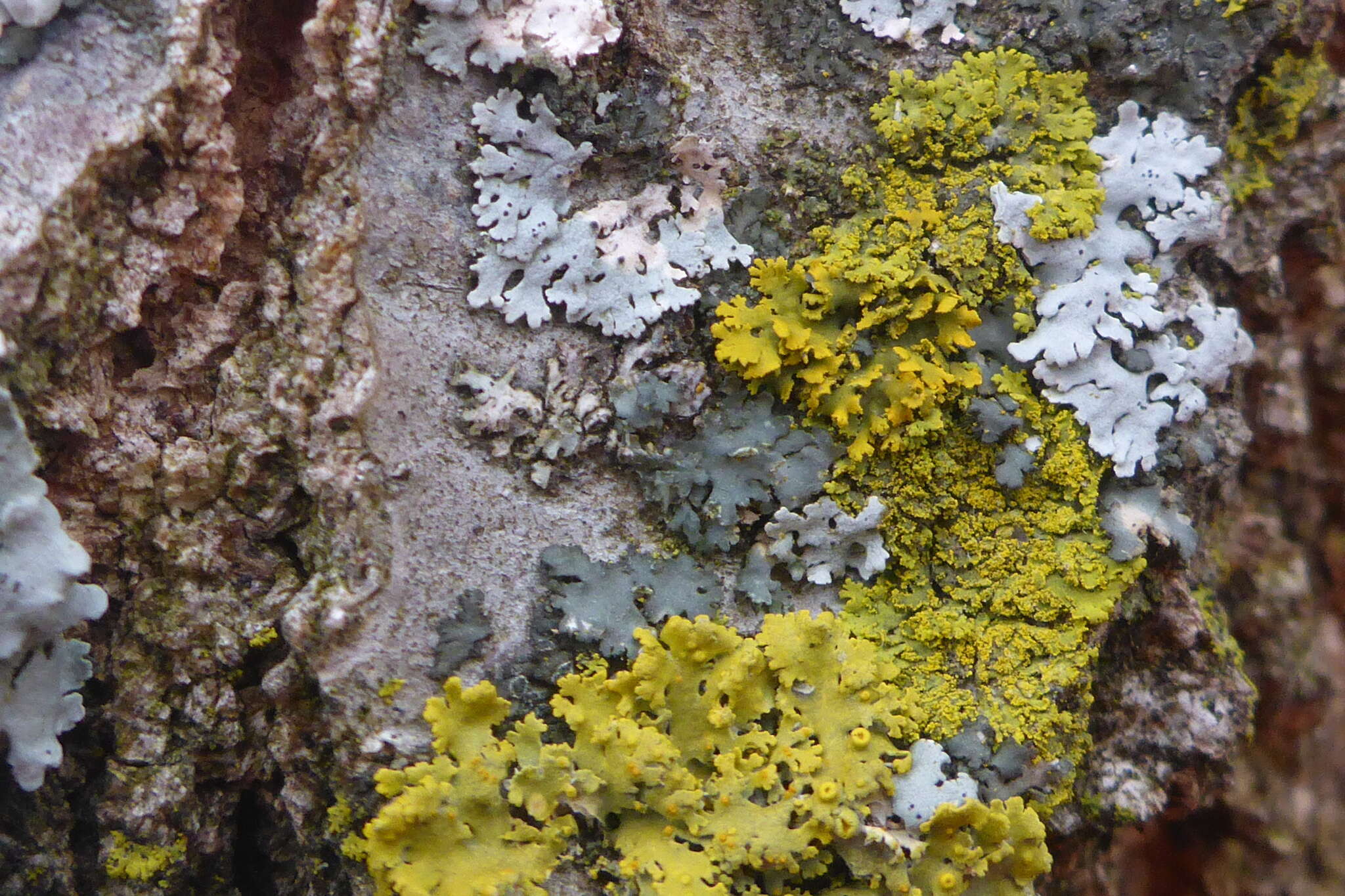 Imagem de Candelaria fibrosa (Fr.) Müll. Arg.