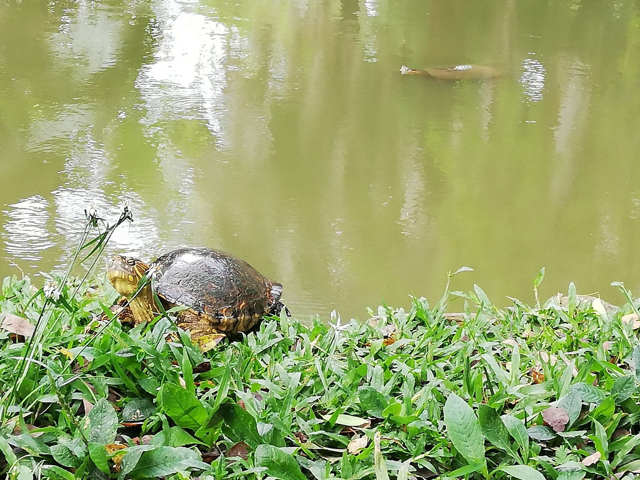 Image of Trachemys callirostris callirostris (Gray 1855)