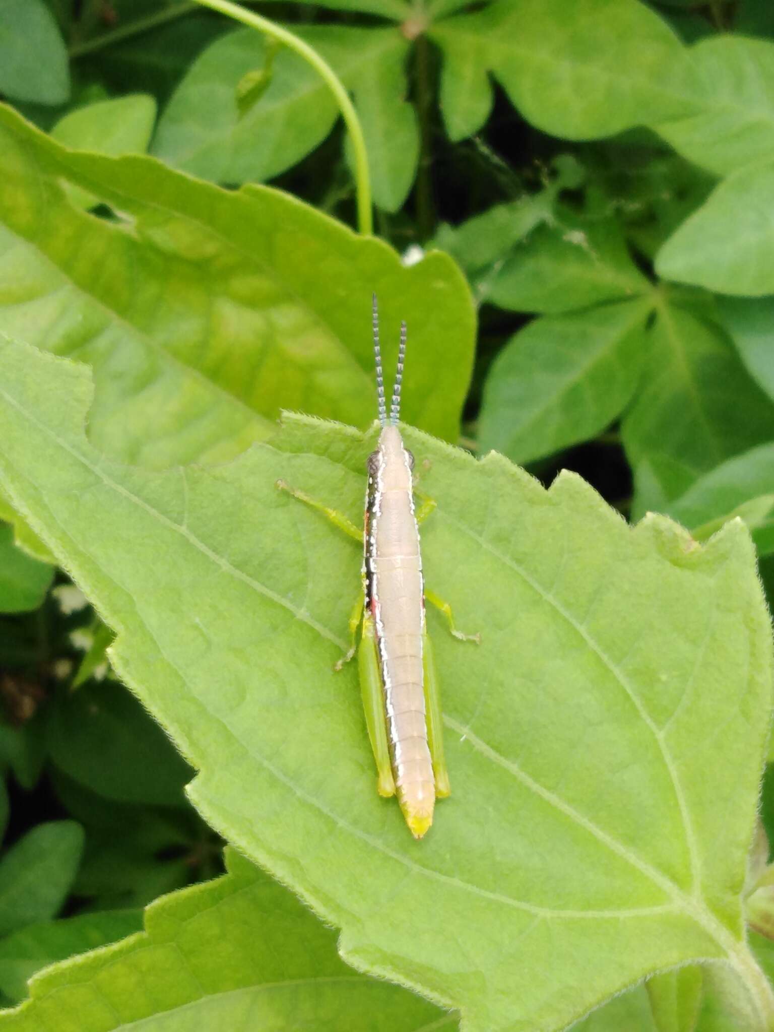 صورة Neorthacris simulans (Bolívar & I. 1902)