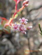 Image of Concertina plant