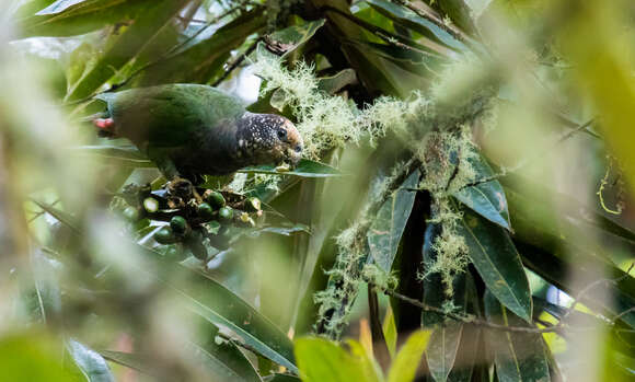 Image of Speckle-faced Parrot