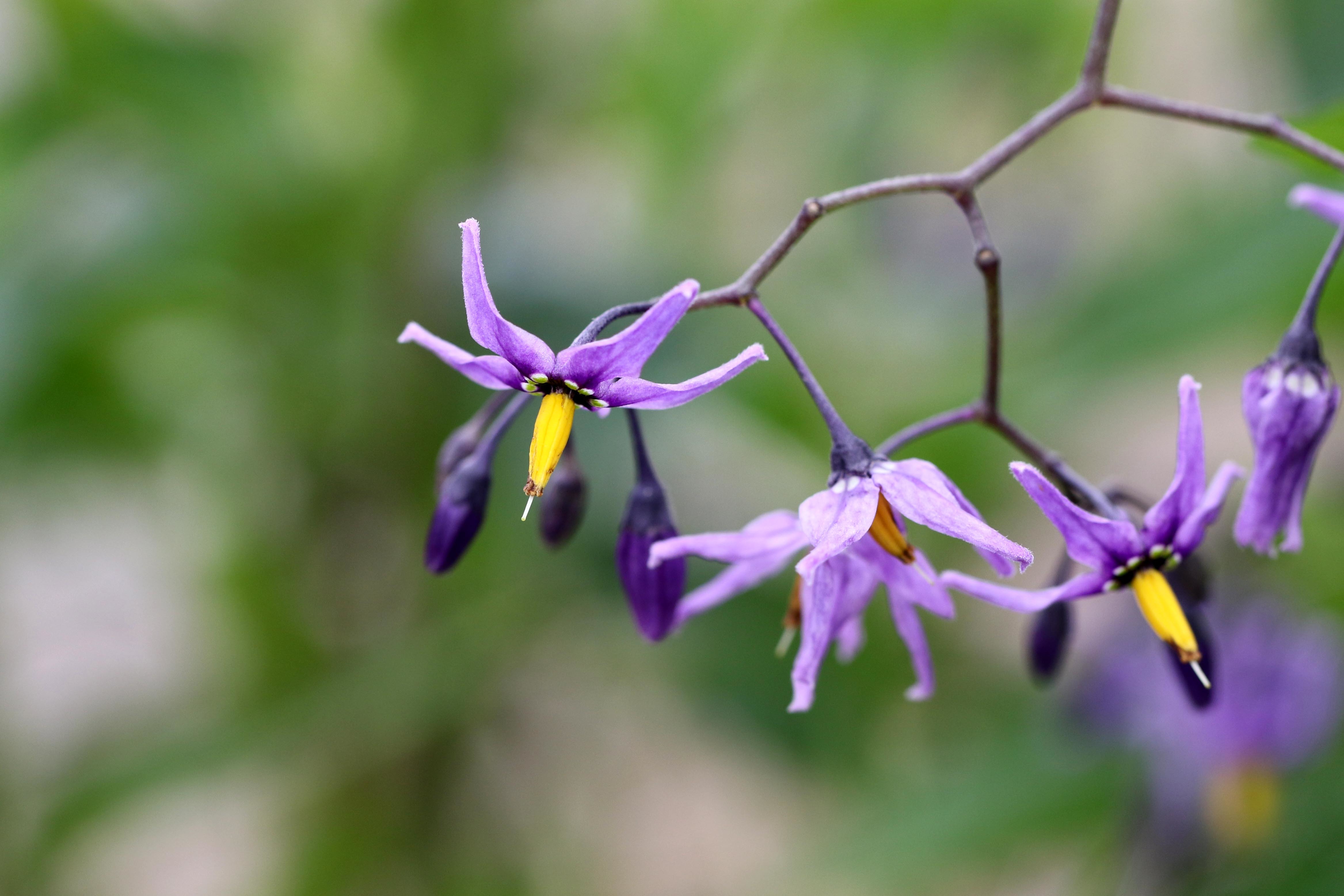 Solanum dulcamara (rights holder: Martin Grimm)