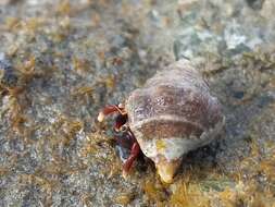 Image of orange claw hermit crab