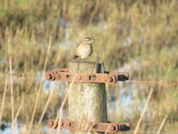 Image of Bar-winged cinclodes