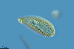 Image of <i>Cyphoderia ampulla</i>