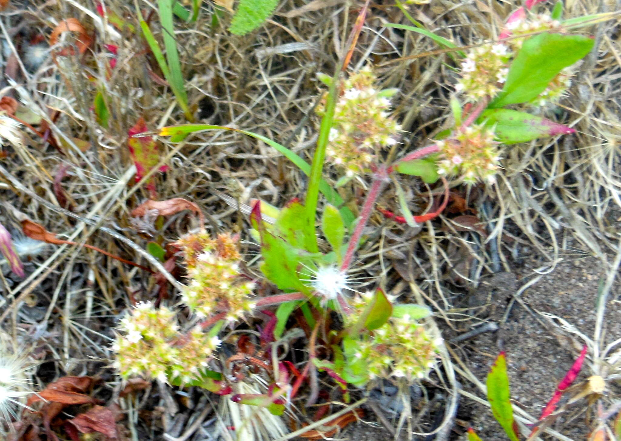 Image of San Francisco spineflower