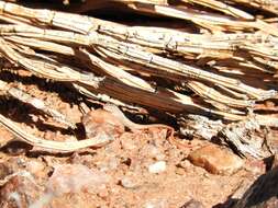 Image of Plain Sand Lizard